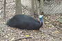 Cassowary